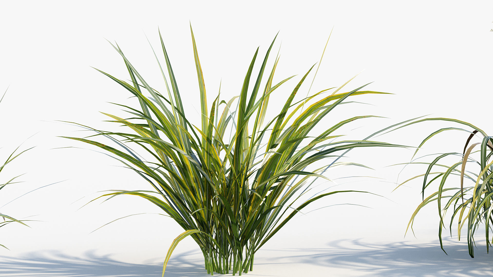 Miscanthus flavidus Miscanthus sinensis 3D model_6