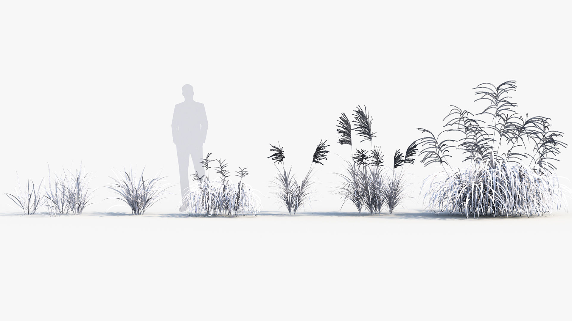 Miscanthus flavidus Miscanthus sinensis 3D model_8