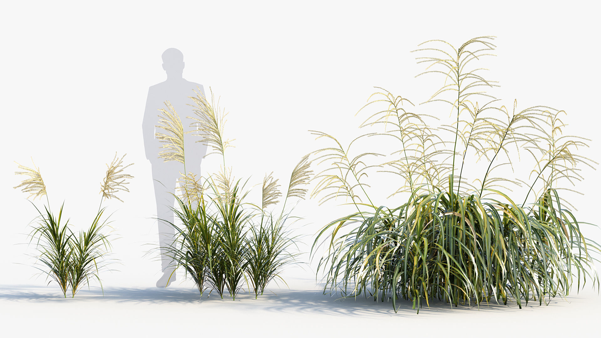 Miscanthus flavidus Miscanthus sinensis 3D model_3