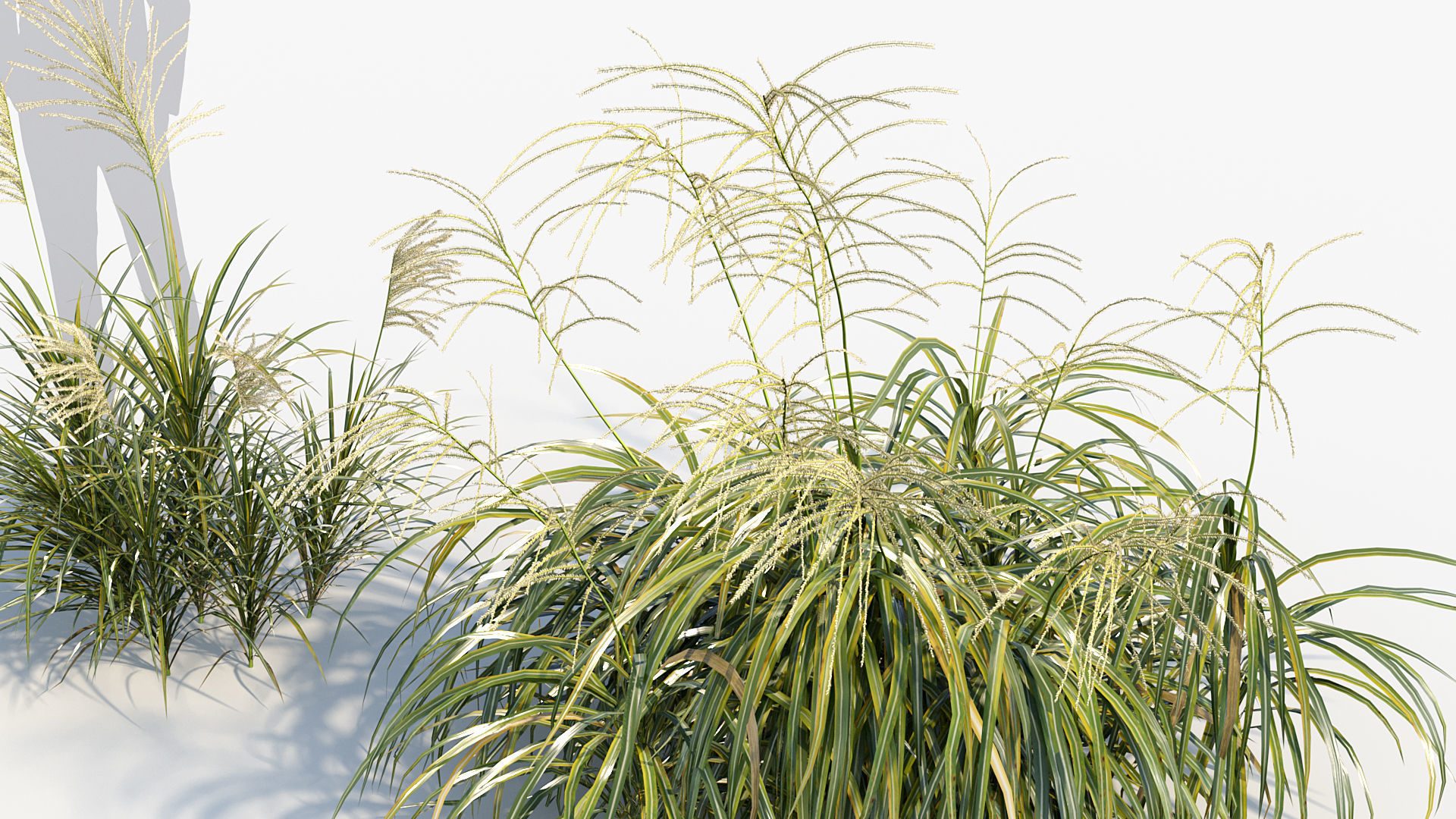 Miscanthus flavidus Miscanthus sinensis 3D model_4