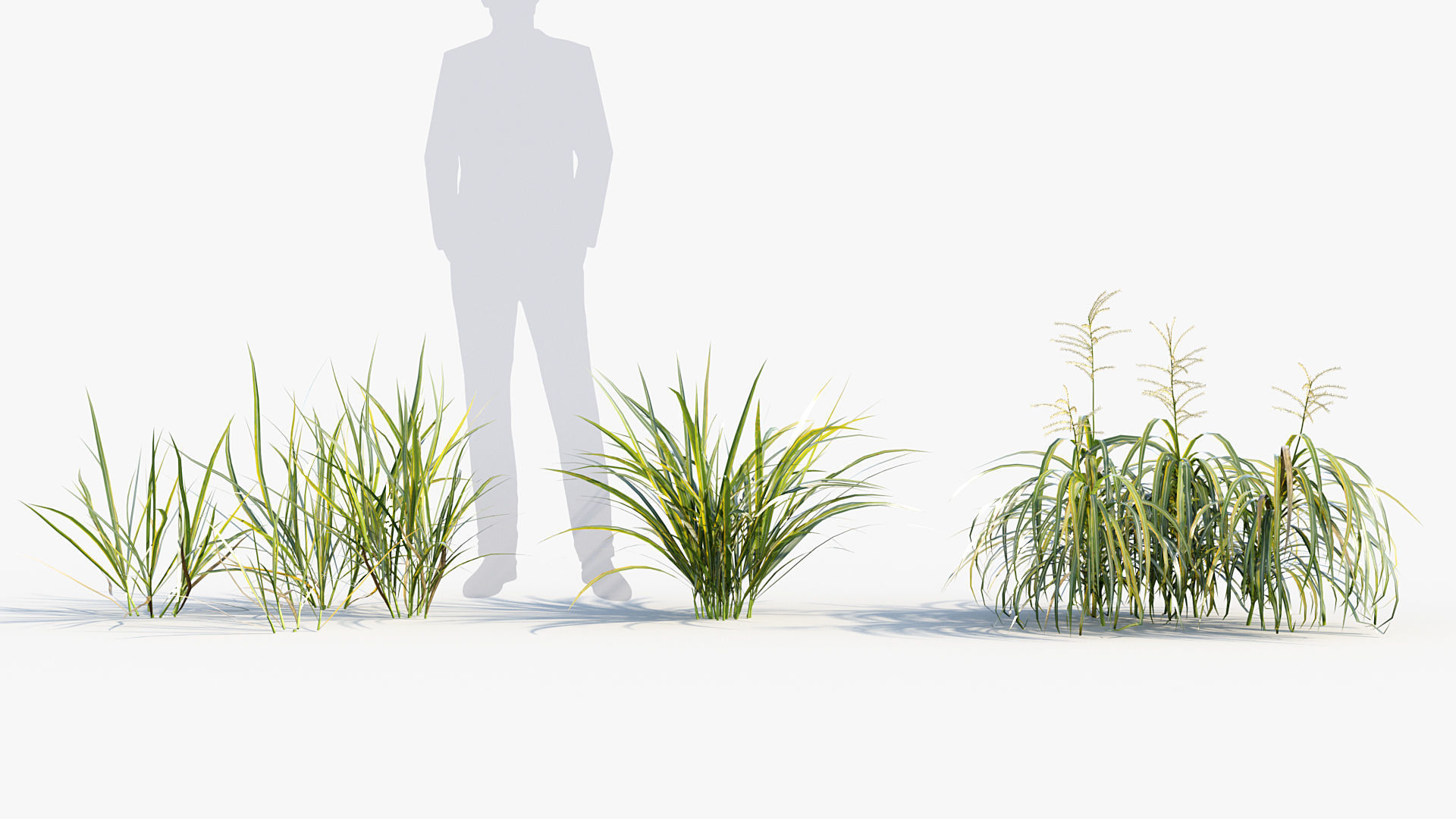 Miscanthus flavidus Miscanthus sinensis 3D model_2