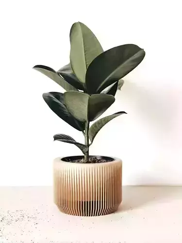 potted succulent and plants