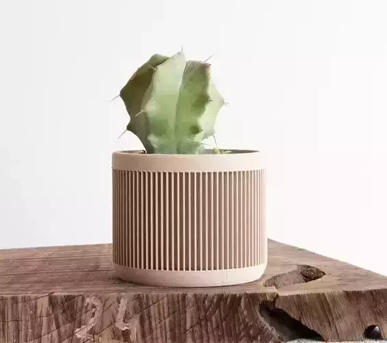 potted succulent and plants