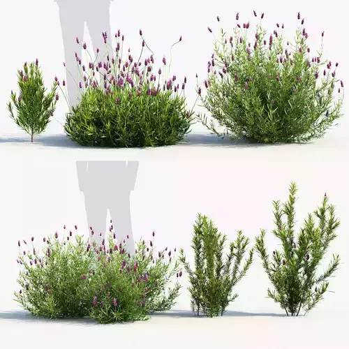 Lavandula stoechas Spanish lavender 3D model