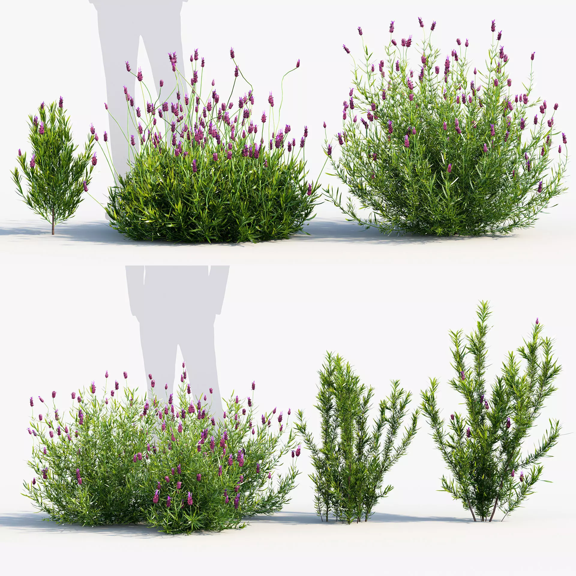 Lavandula stoechas - Spanish lavender 3D model