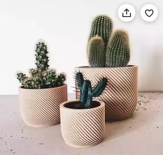 potted succulent and plants
