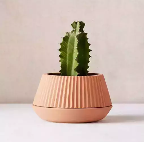 potted succulent and plants