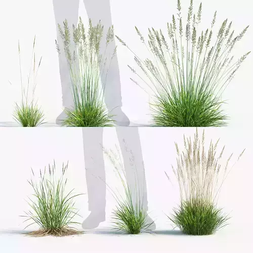 Koeleria macrantha - Prairie junegrass 3D model