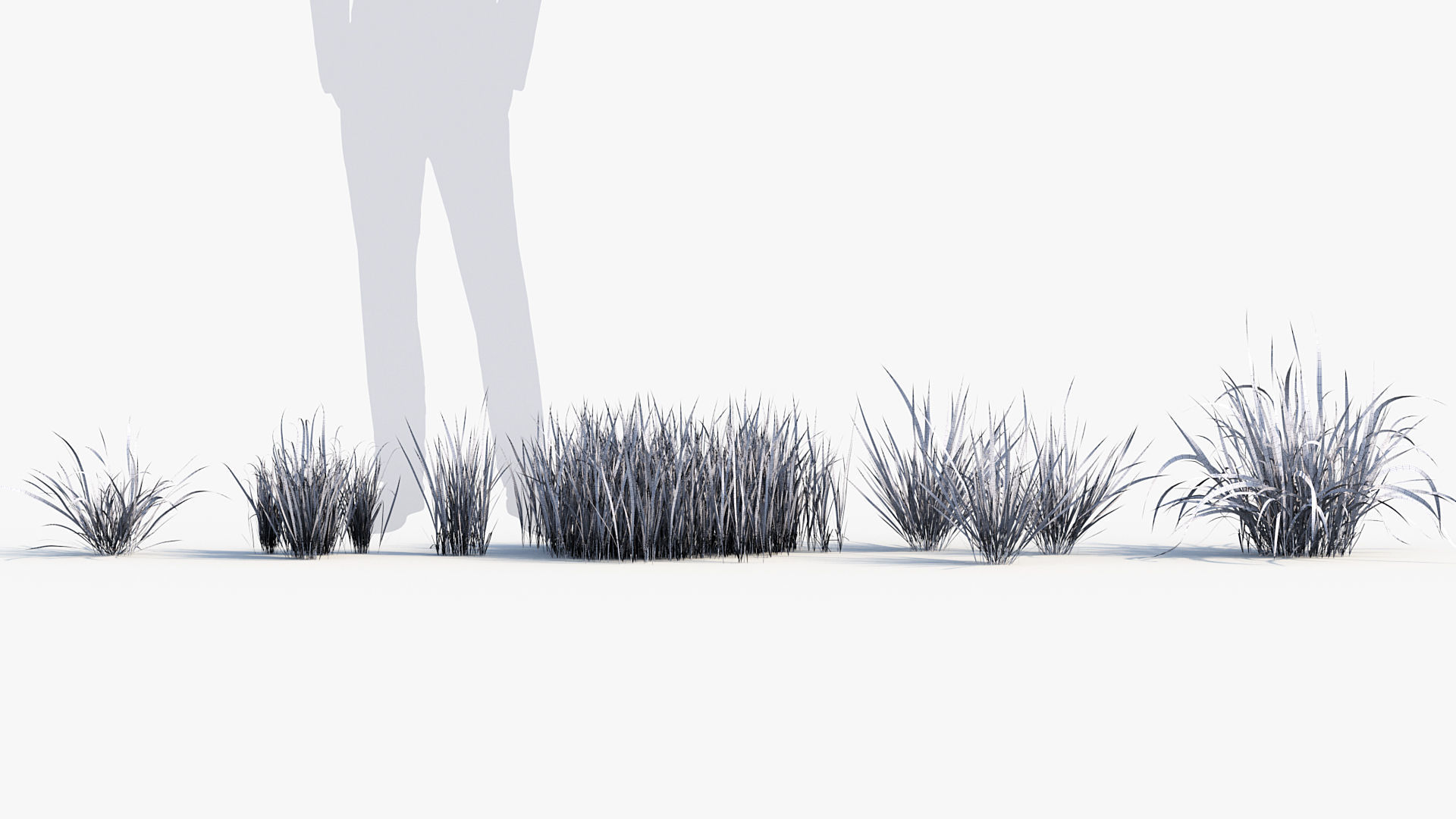 Imperata cylindrical rubra Japanese Bloodgrass 3D model_8