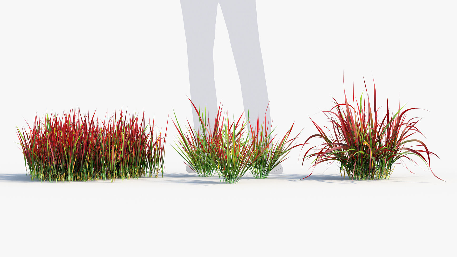 Imperata cylindrical rubra Japanese Bloodgrass 3D model_3