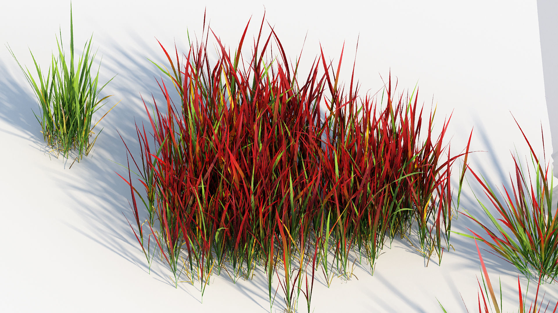 Imperata cylindrical rubra Japanese Bloodgrass 3D model_6