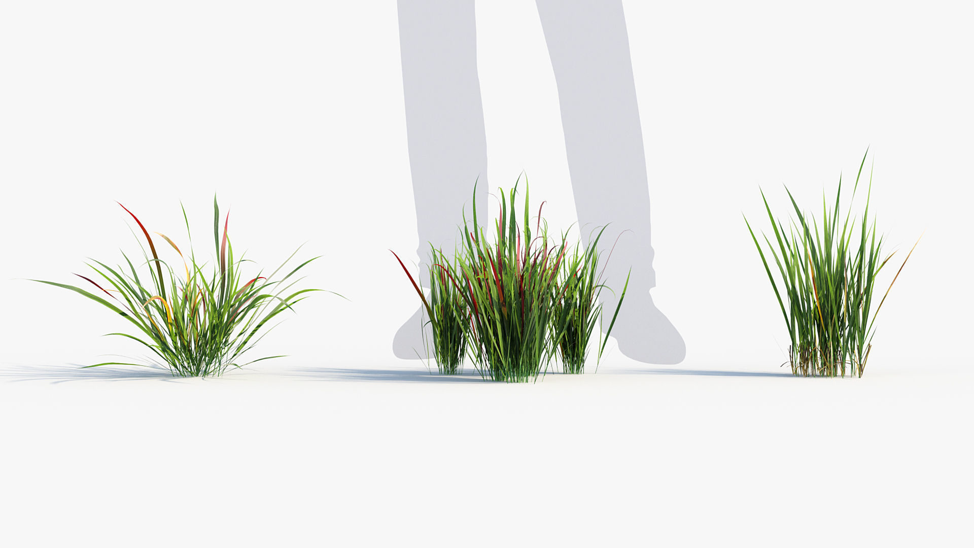 Imperata cylindrical rubra Japanese Bloodgrass 3D model_2