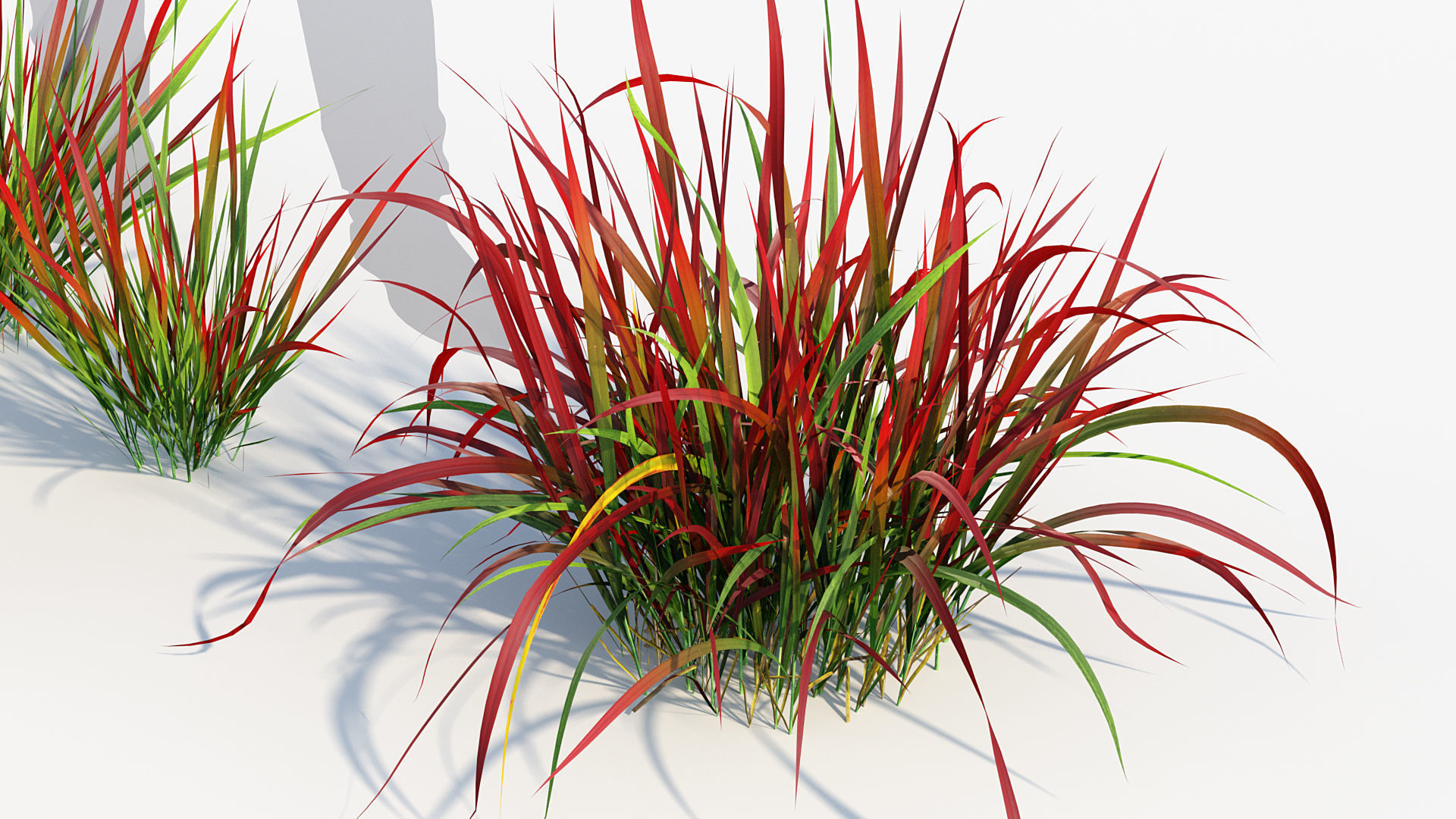 Imperata cylindrical rubra Japanese Bloodgrass 3D model_4