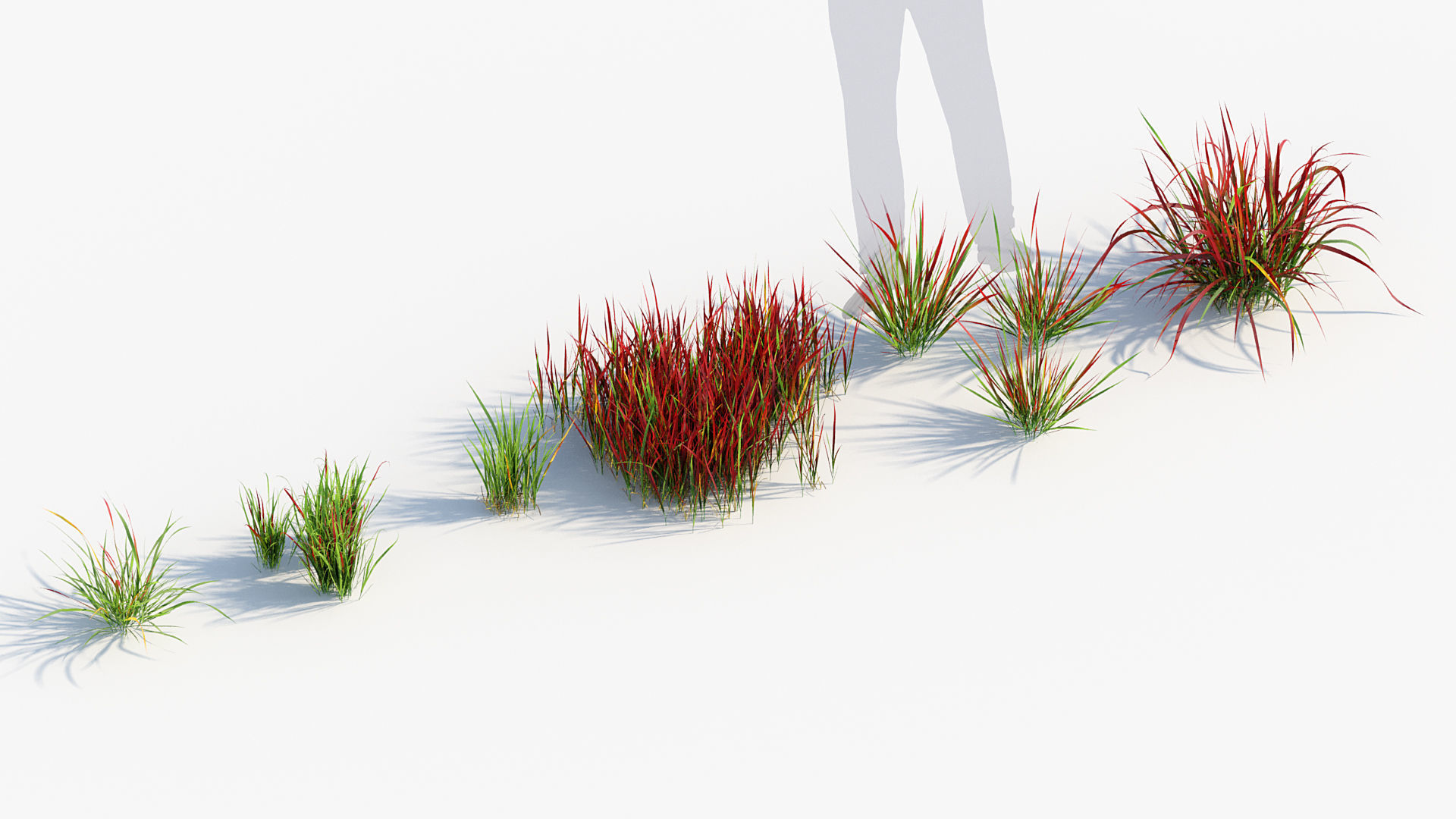 Imperata cylindrical rubra Japanese Bloodgrass 3D model_5