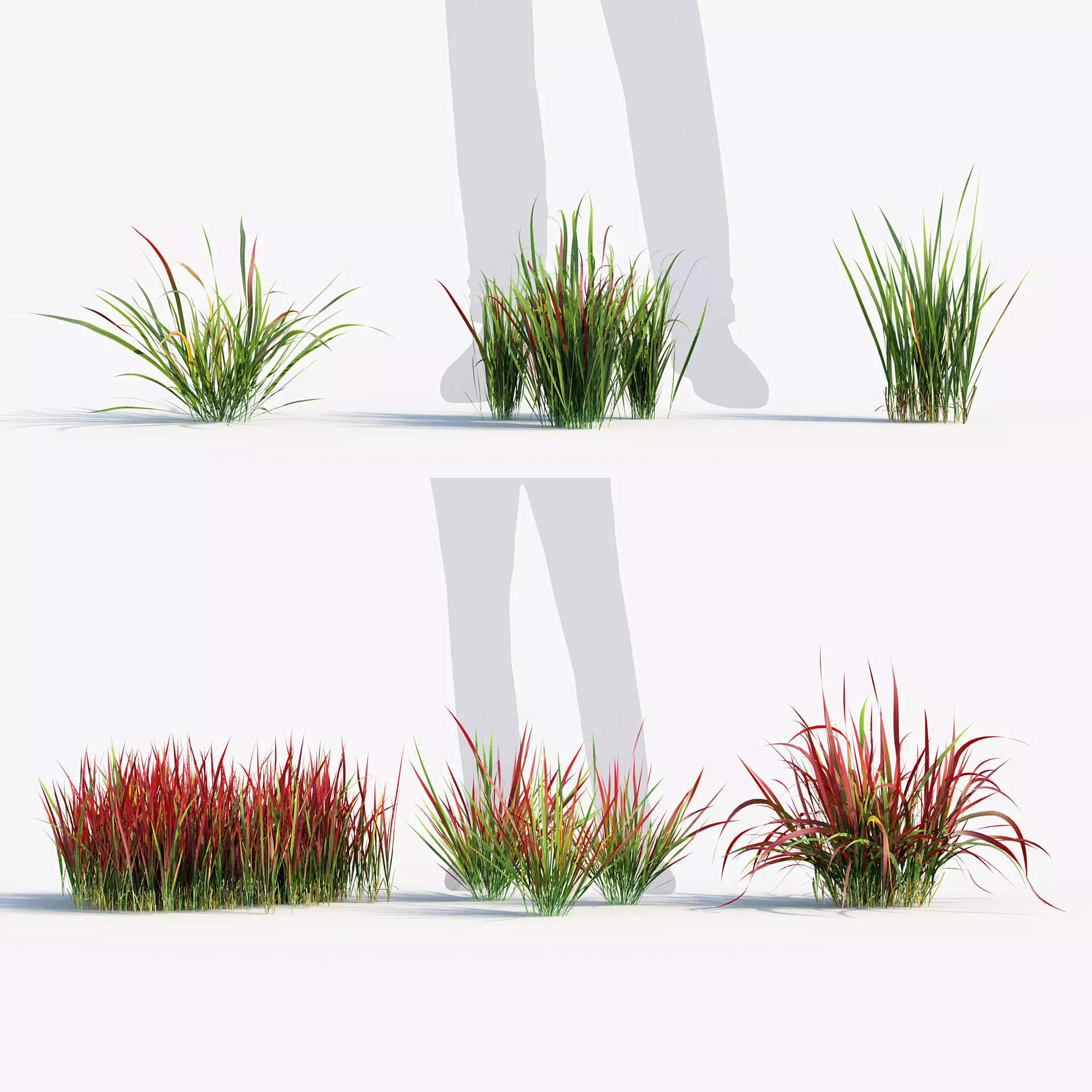 Imperata cylindrical rubra Japanese Bloodgrass 3D model_0