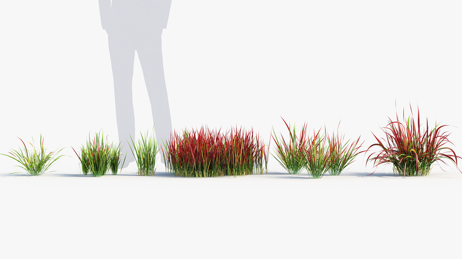Imperata cylindrical rubra Japanese Bloodgrass 3D model_1