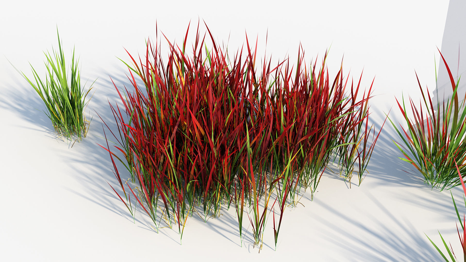 Imperata cylindrical rubra Japanese Bloodgrass 3D model_7