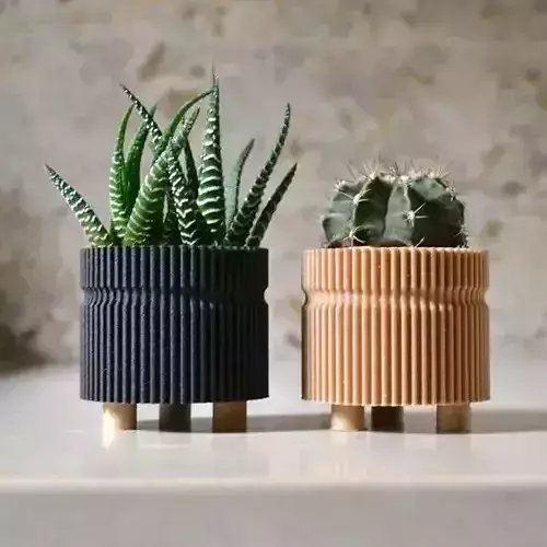 potted succulent and plants