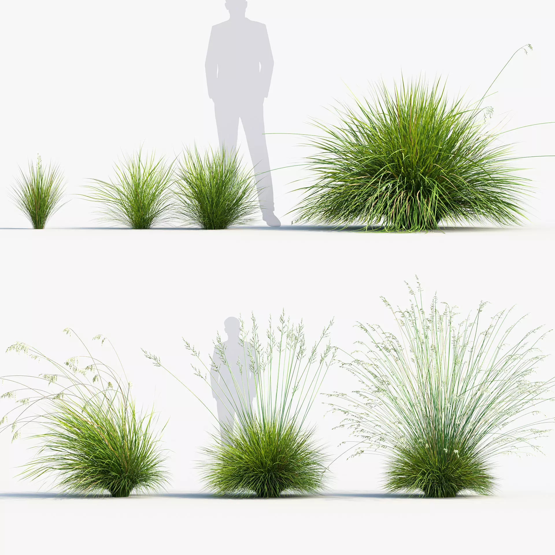 Helictotrichon sempervirens - Blue oat grass 3D model