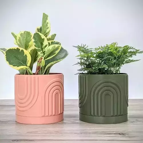 potted succulent and plants