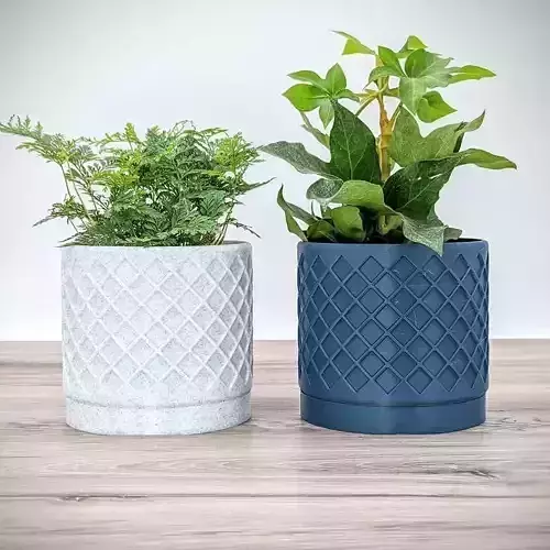 potted succulent and plants