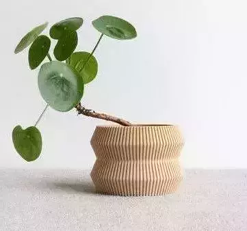 potted succulent and plants