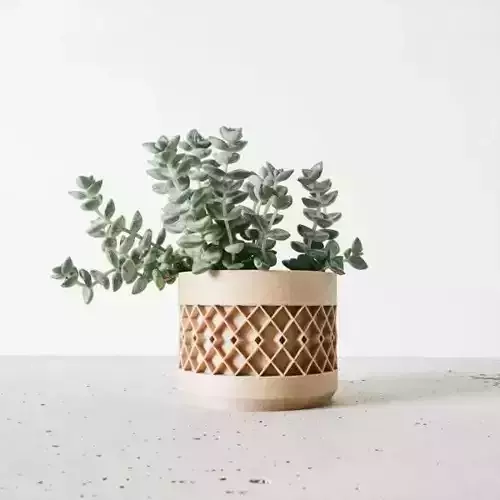 potted succulent and plants