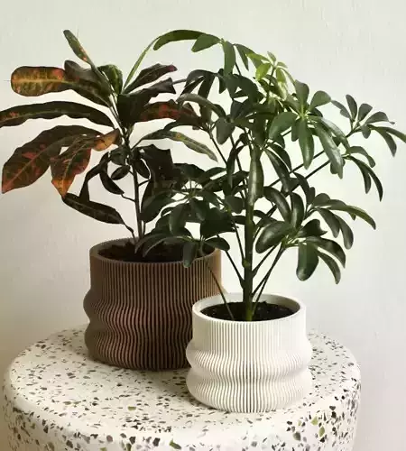 potted succulent and plants