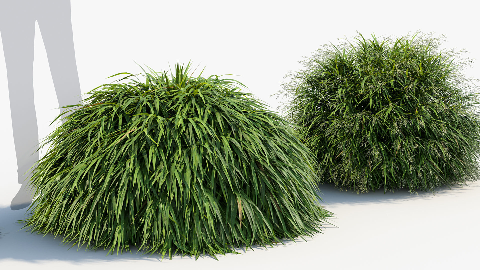 Hakonechloa macra Japanese forest grass 3D model_5