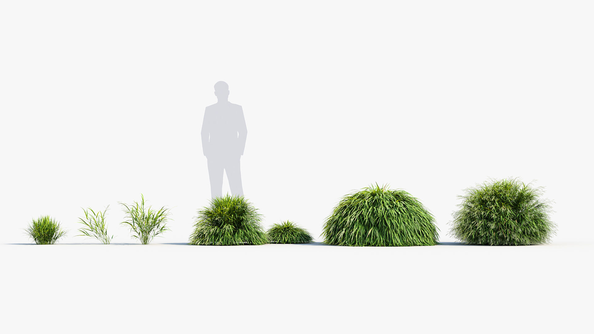 Hakonechloa macra Japanese forest grass 3D model_1