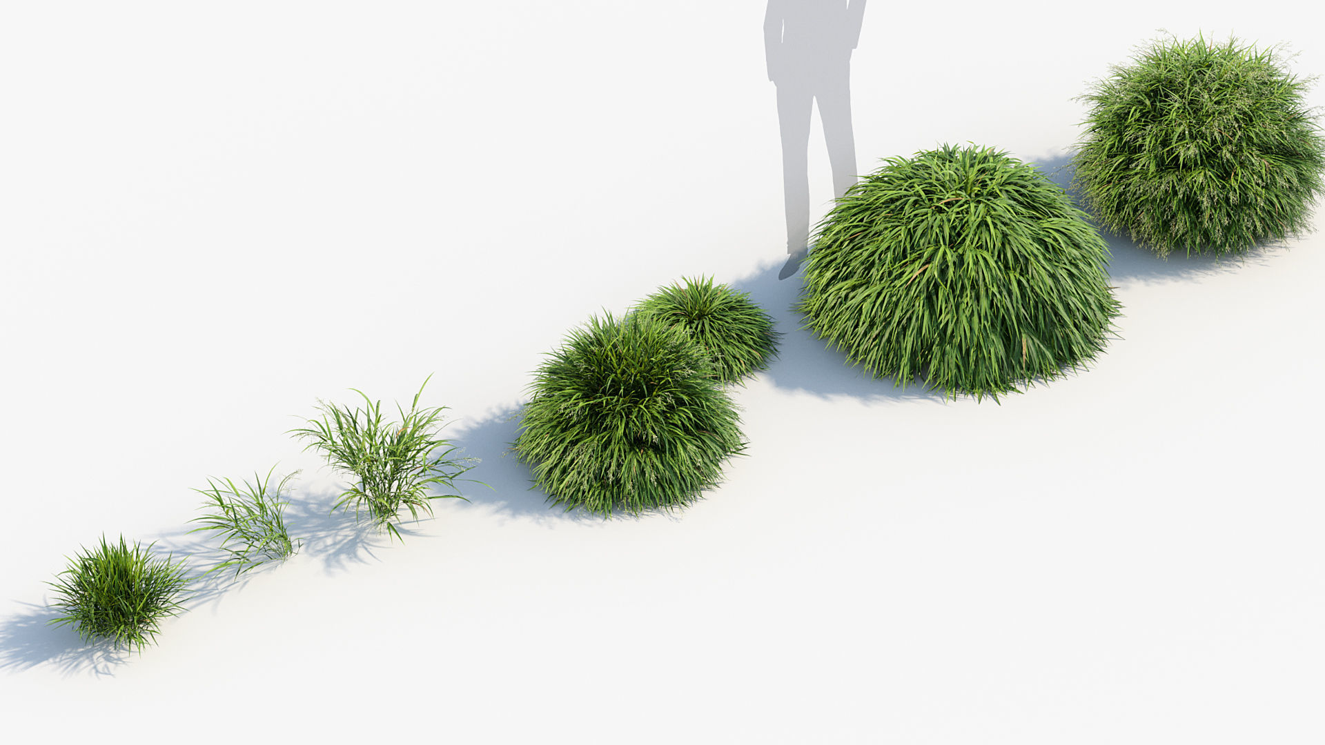 Hakonechloa macra Japanese forest grass 3D model_7