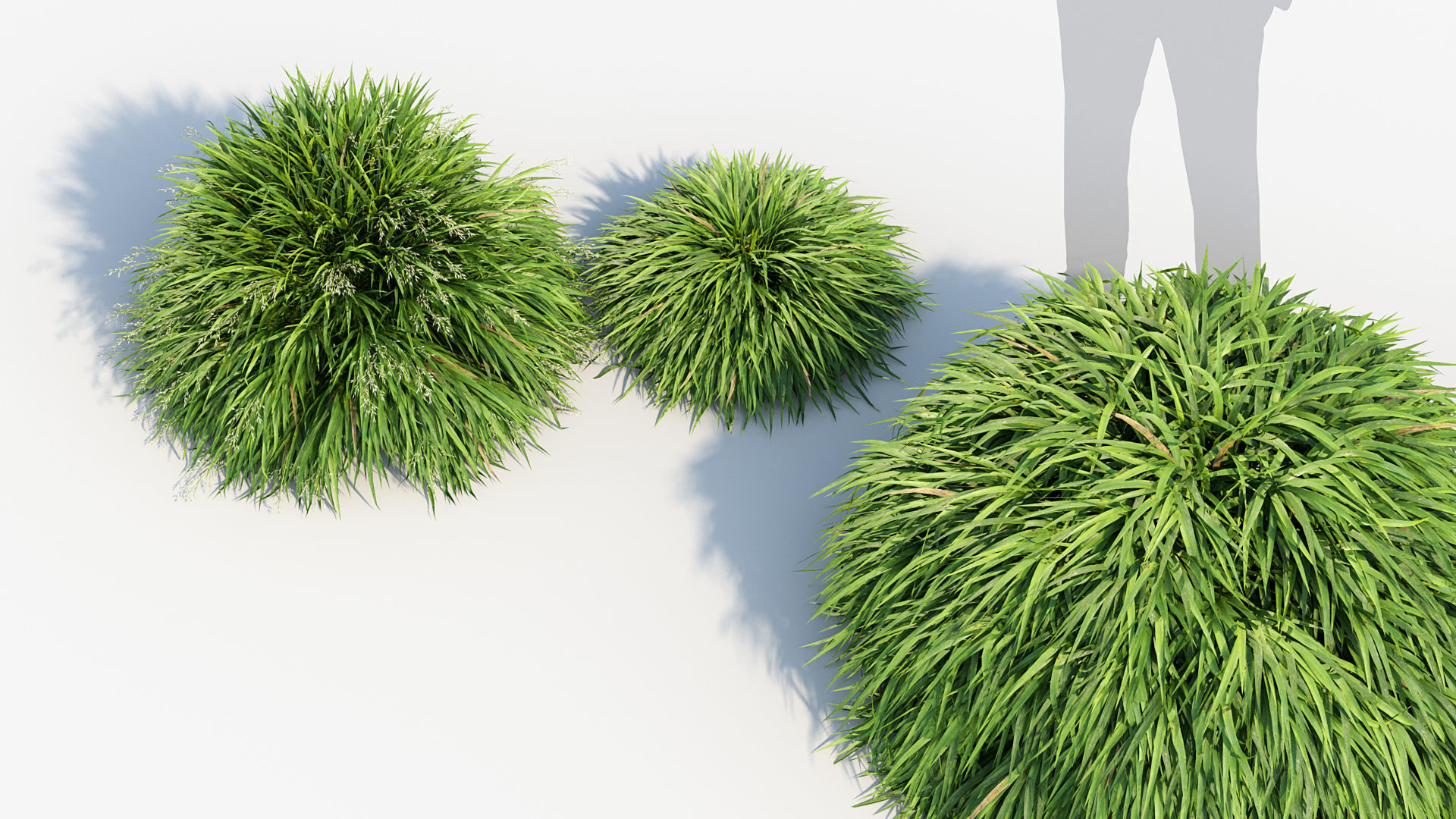 Hakonechloa macra Japanese forest grass 3D model_6
