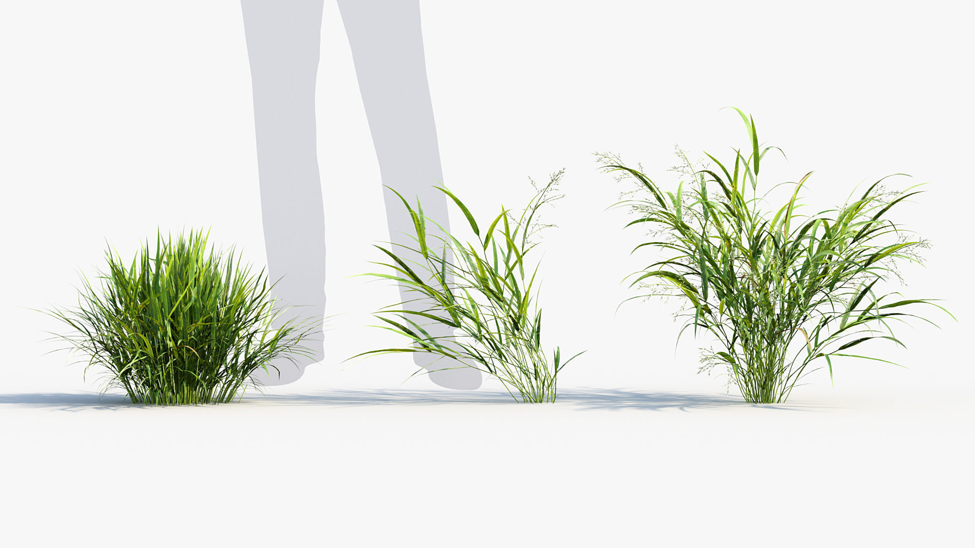 Hakonechloa macra Japanese forest grass 3D model_2