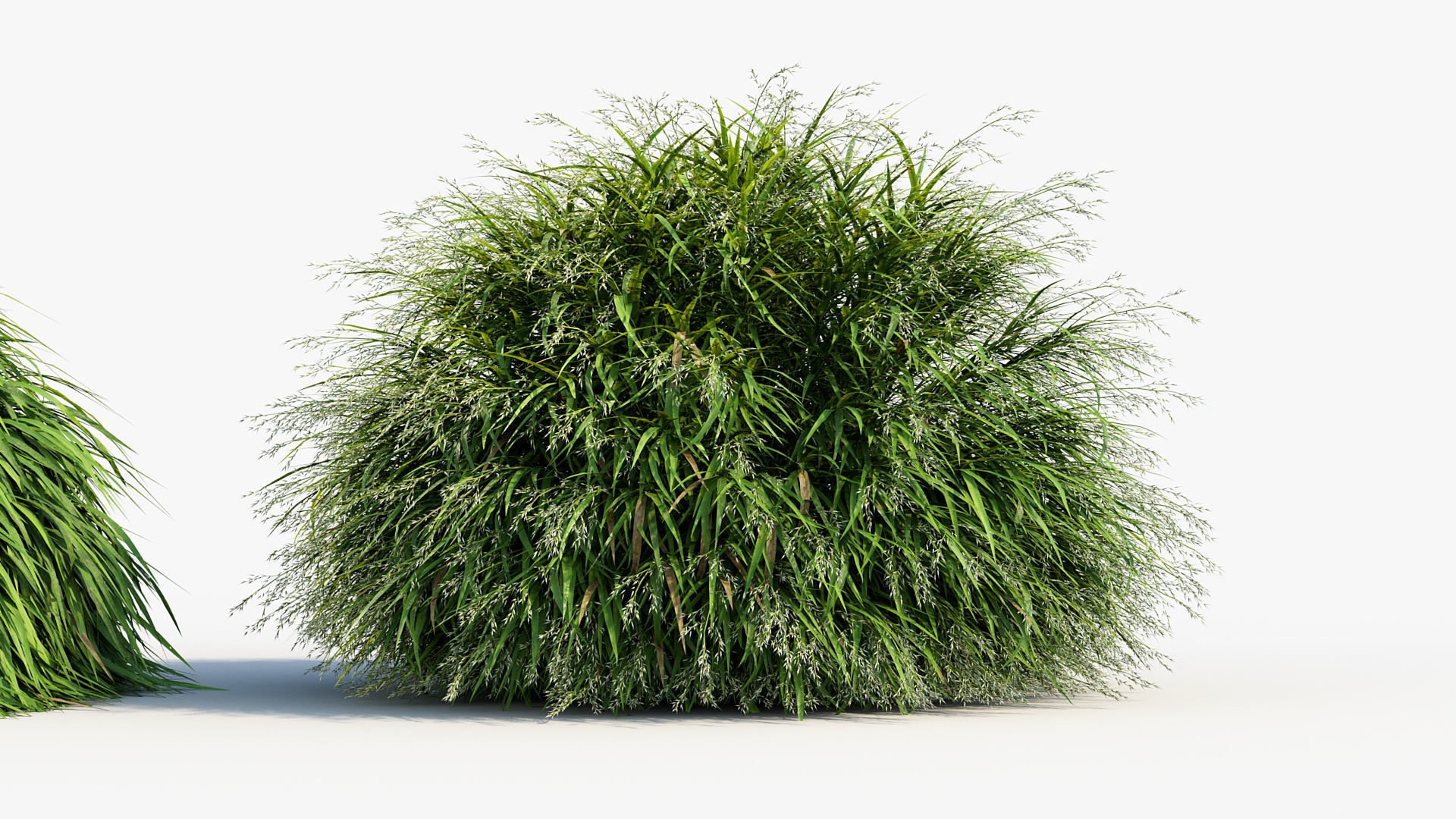 Hakonechloa macra Japanese forest grass 3D model_4