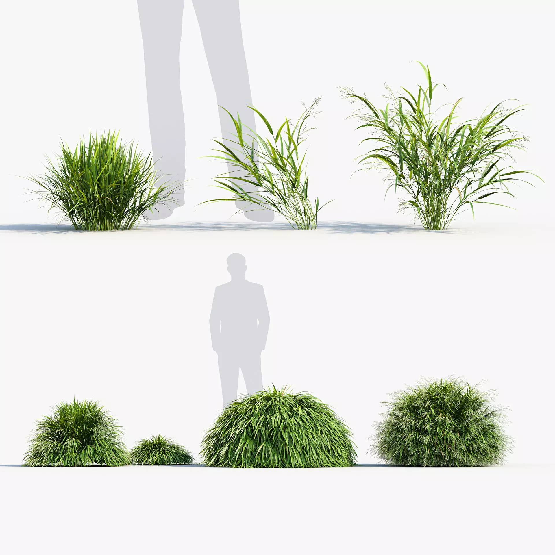 Hakonechloa macra Japanese forest grass 3D model_0