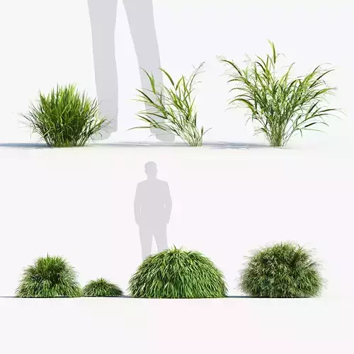 Hakonechloa macra Japanese forest grass 3D model