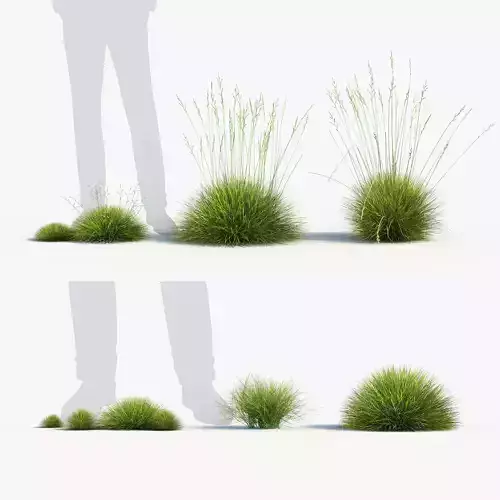 Festuca gautieri Bearskin fescue