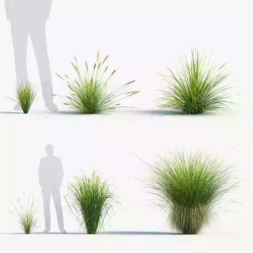 Carex appressa Tall sedge 3D model
