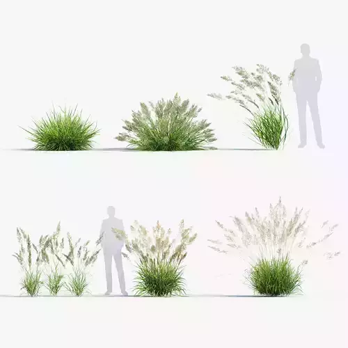 Calamagrostis arundinacea Reed Grass