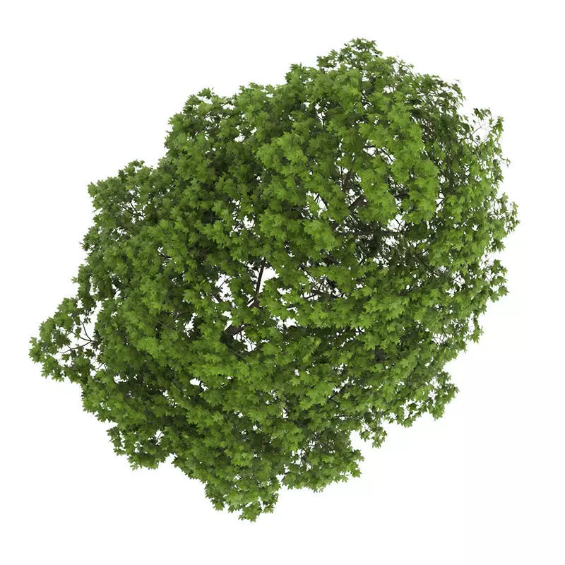 Acer Platanoides 8M 3D model