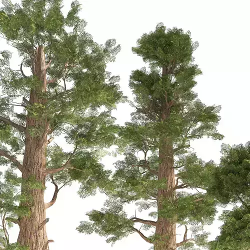 Giant sequoia Redwood trees Low-poly 3D model