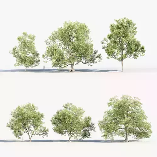Ulmus laevis European white elm 3D model
