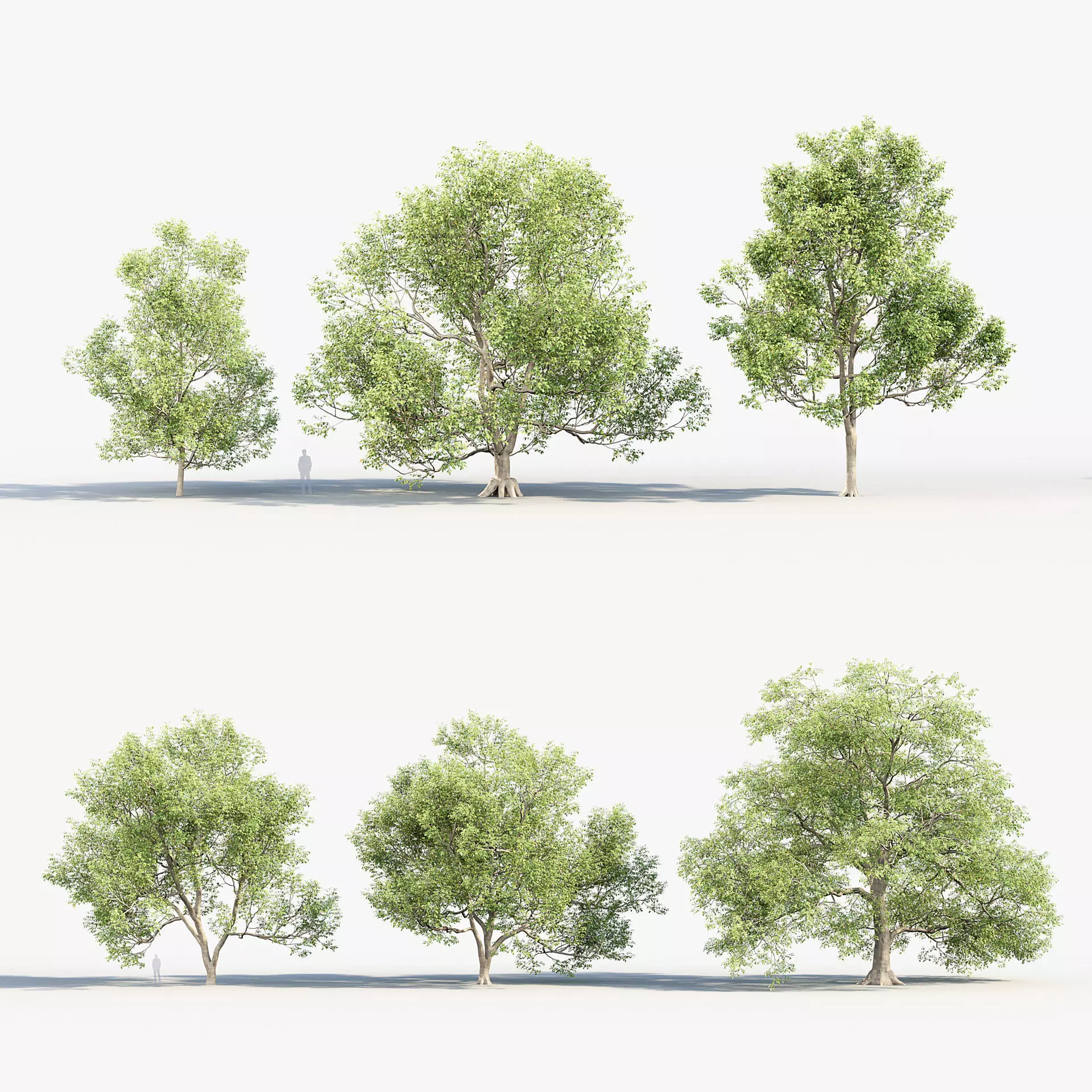 Ulmus laevis European white elm 3D model