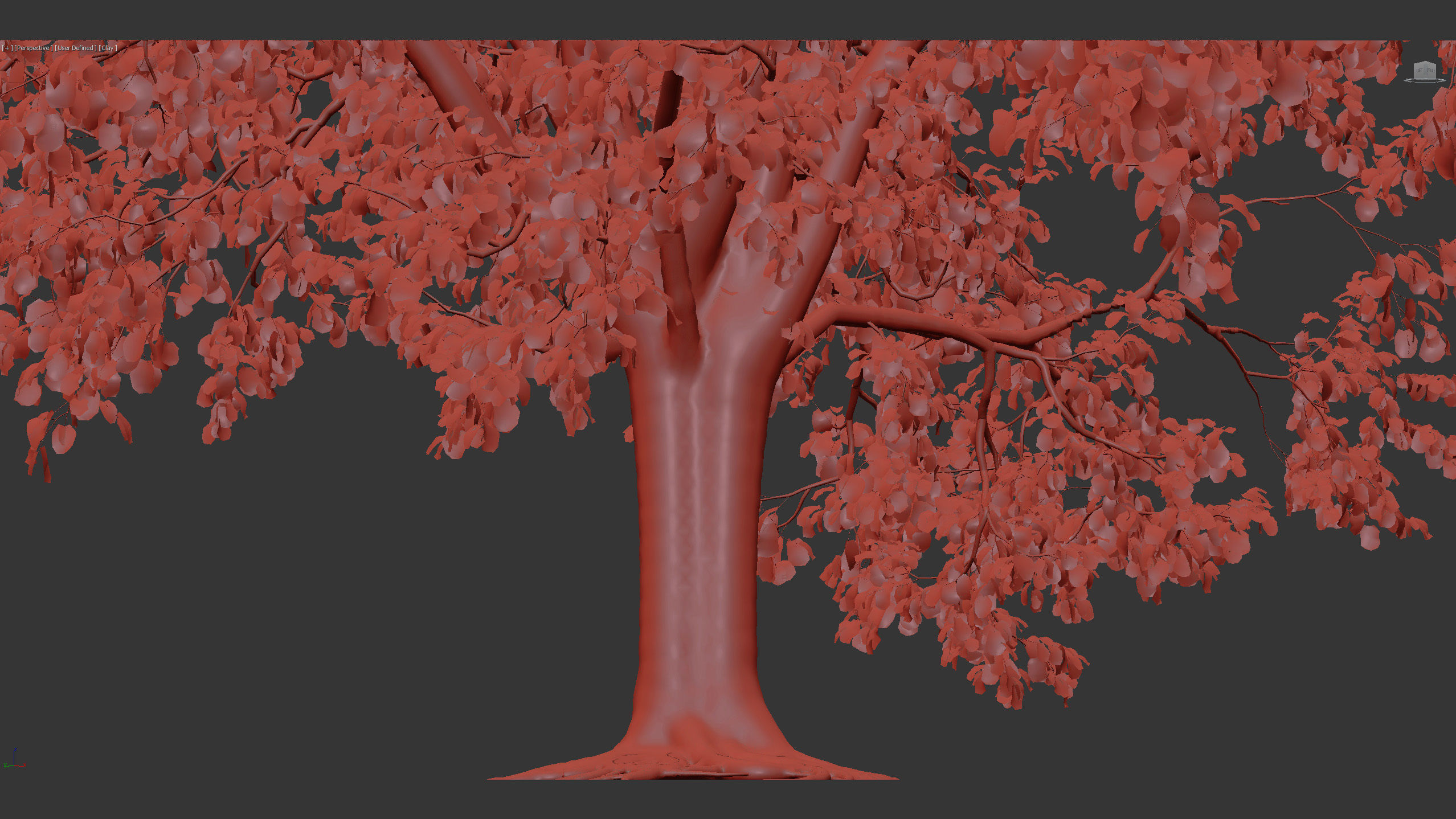 Platanus acerifolia London Plane 02 3D model_10