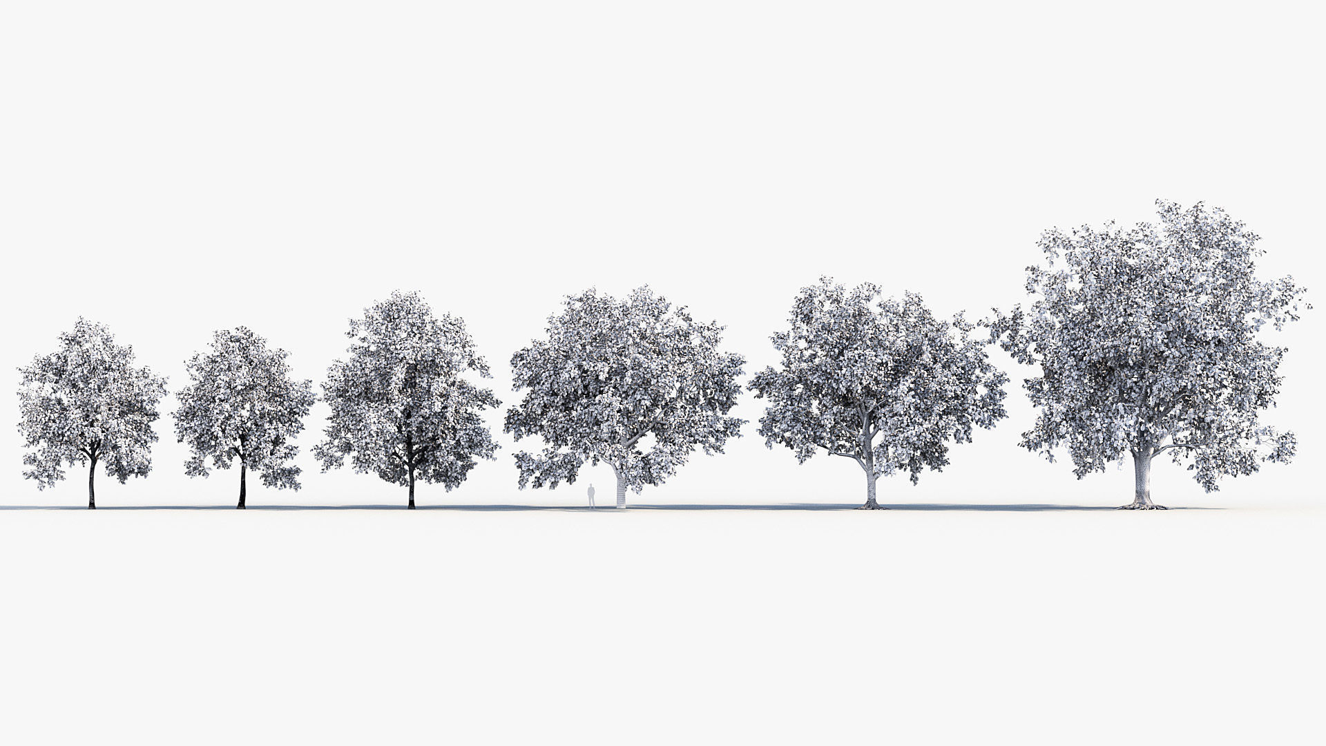 Platanus acerifolia London Plane 02 3D model_8