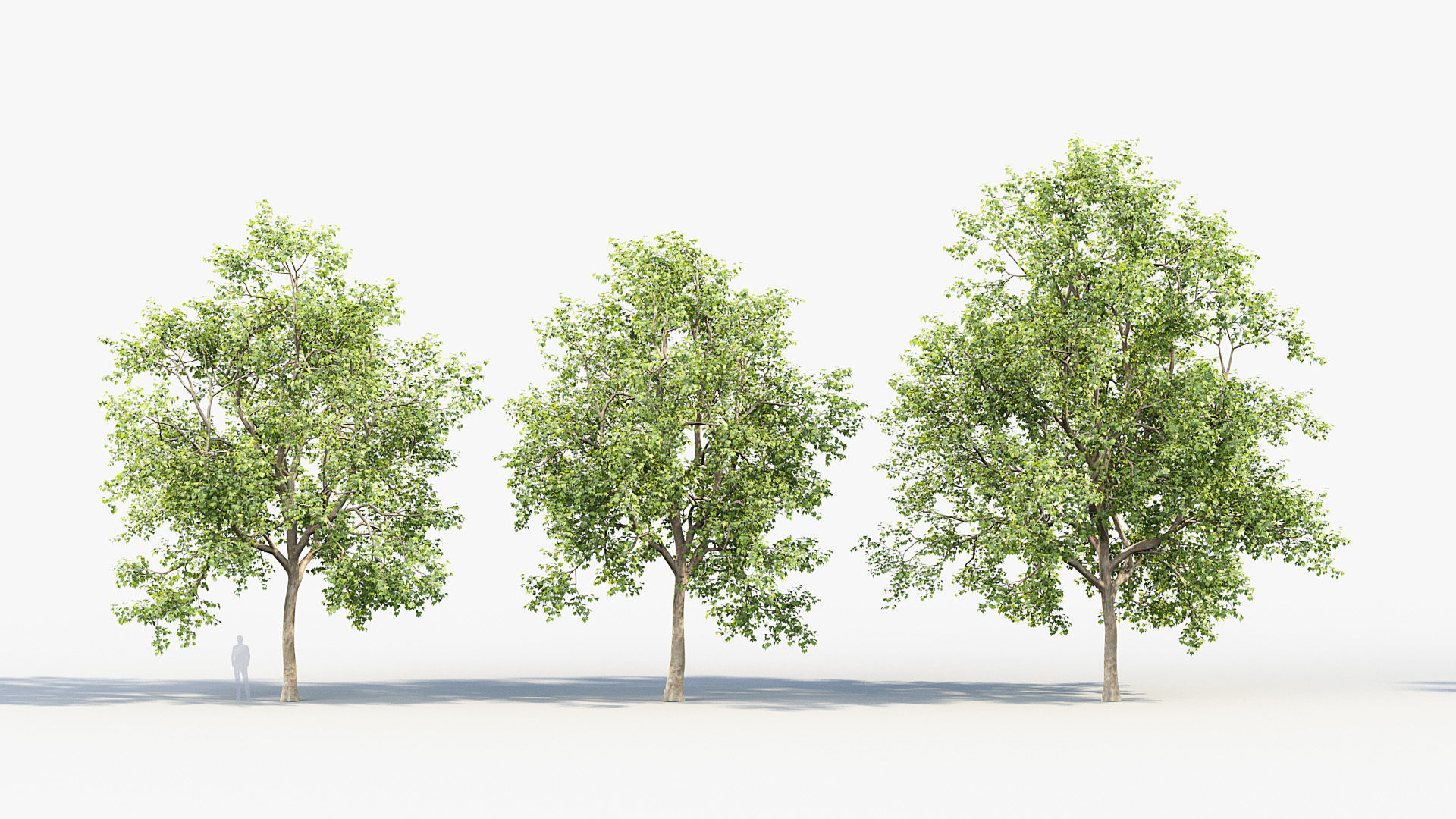 Platanus acerifolia London Plane 02 3D model_2