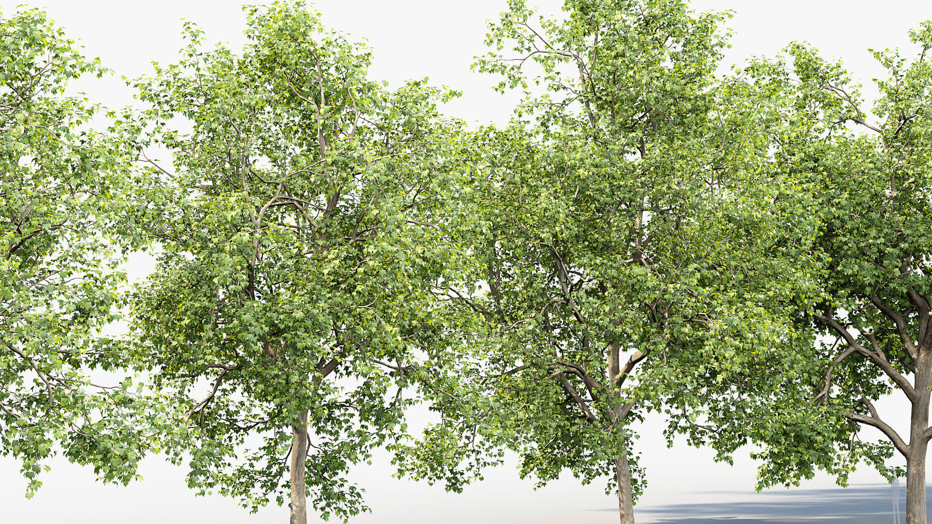 Platanus acerifolia London Plane 02 3D model_7