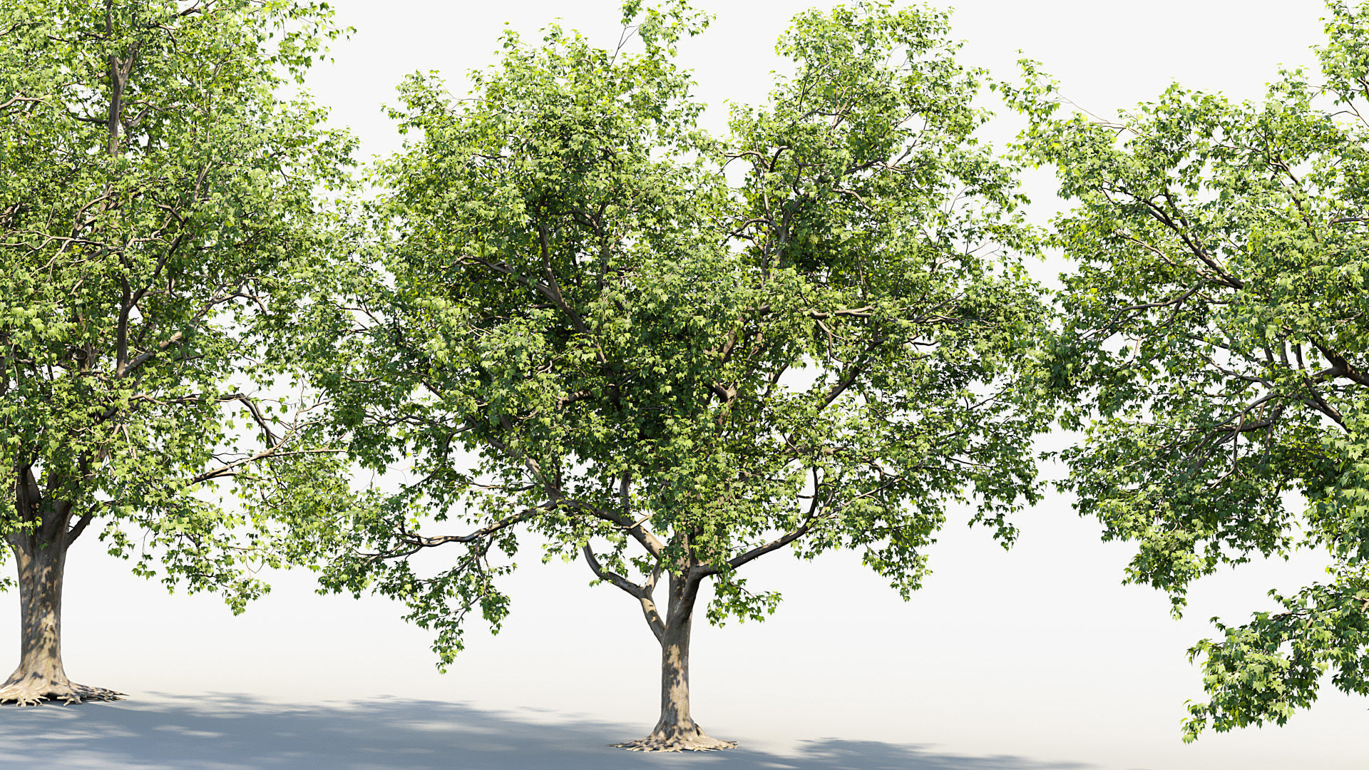 Platanus acerifolia London Plane 02 3D model_4