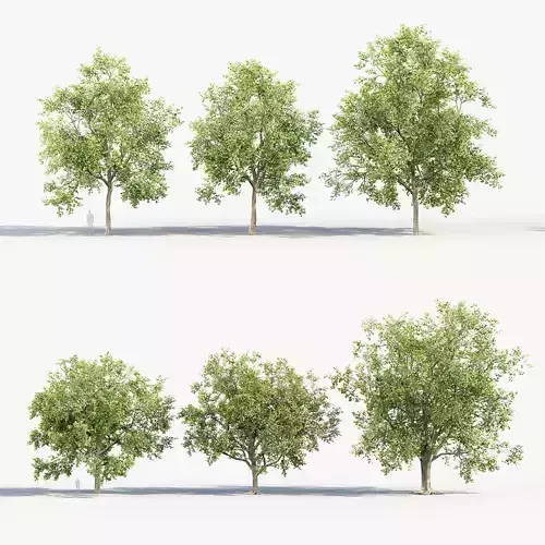 Platanus acerifolia London Plane 02 