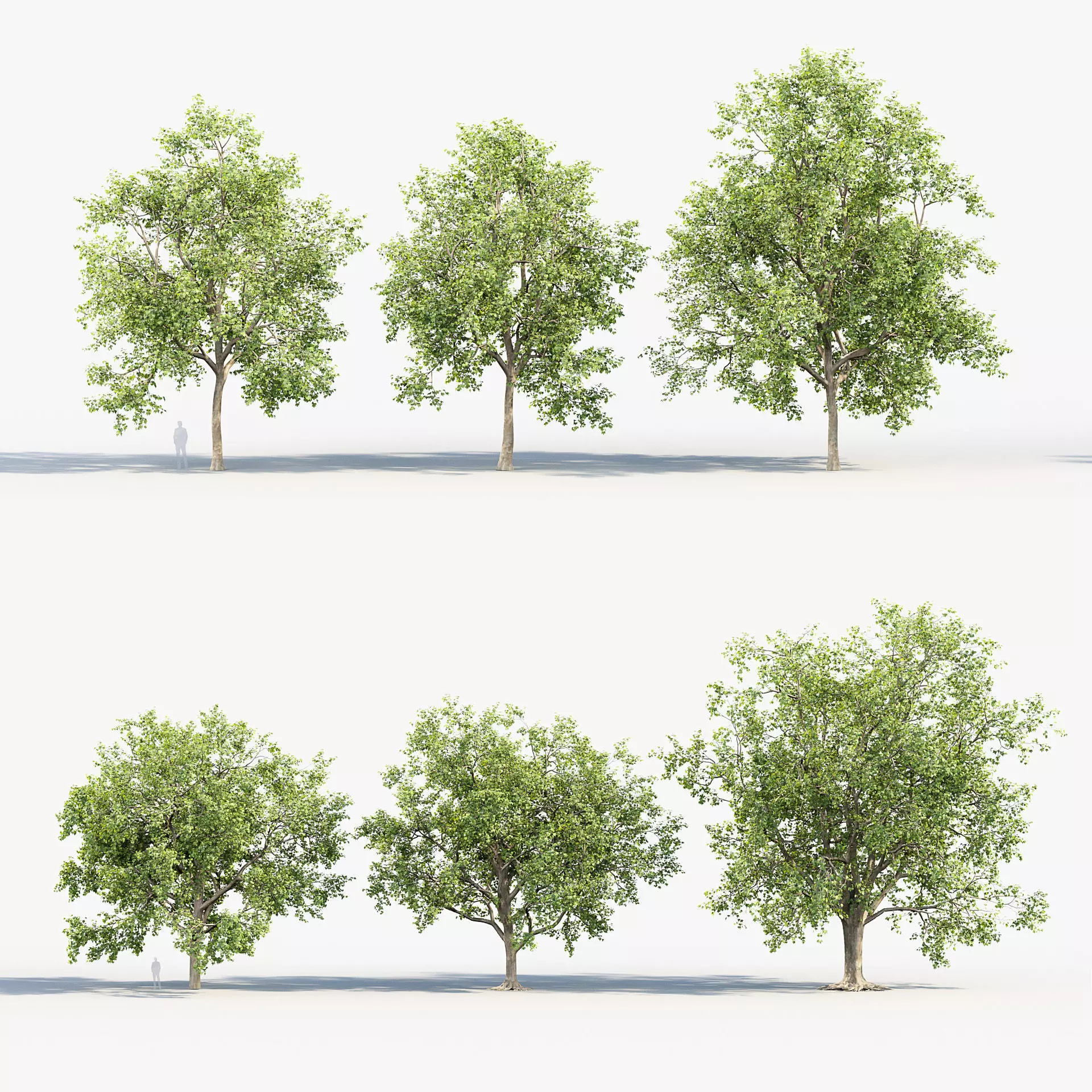 Platanus acerifolia London Plane 02 3D model_0